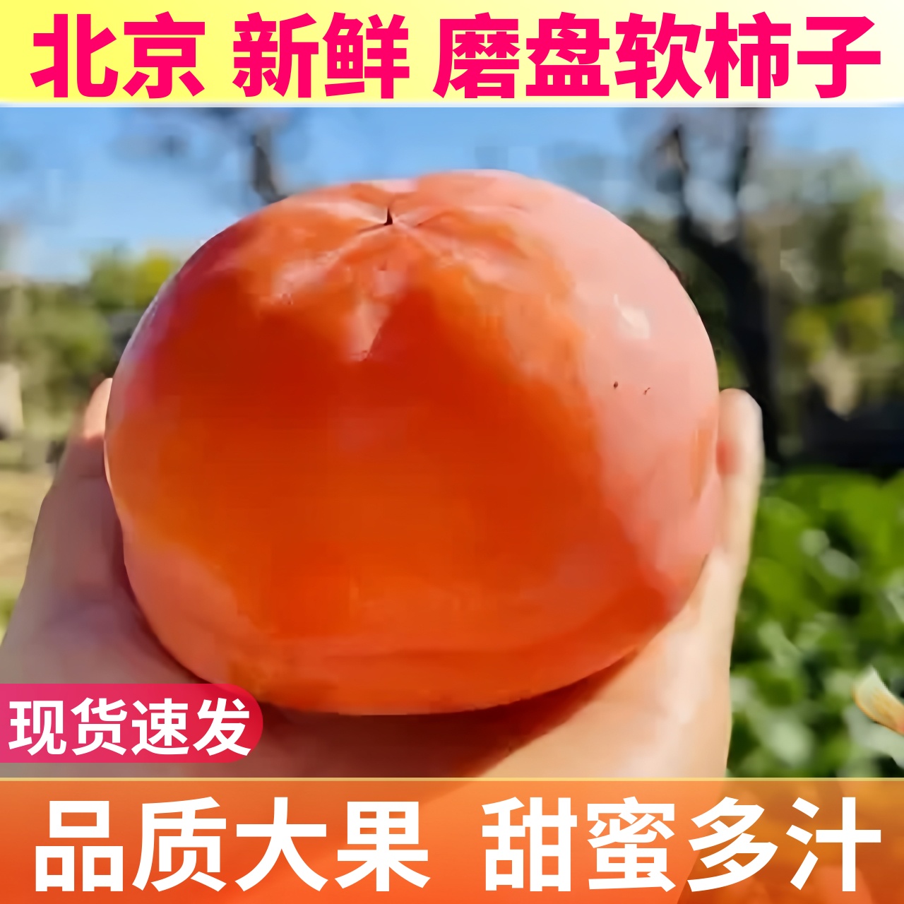 北京超甜大磨盘柿子果大汁多