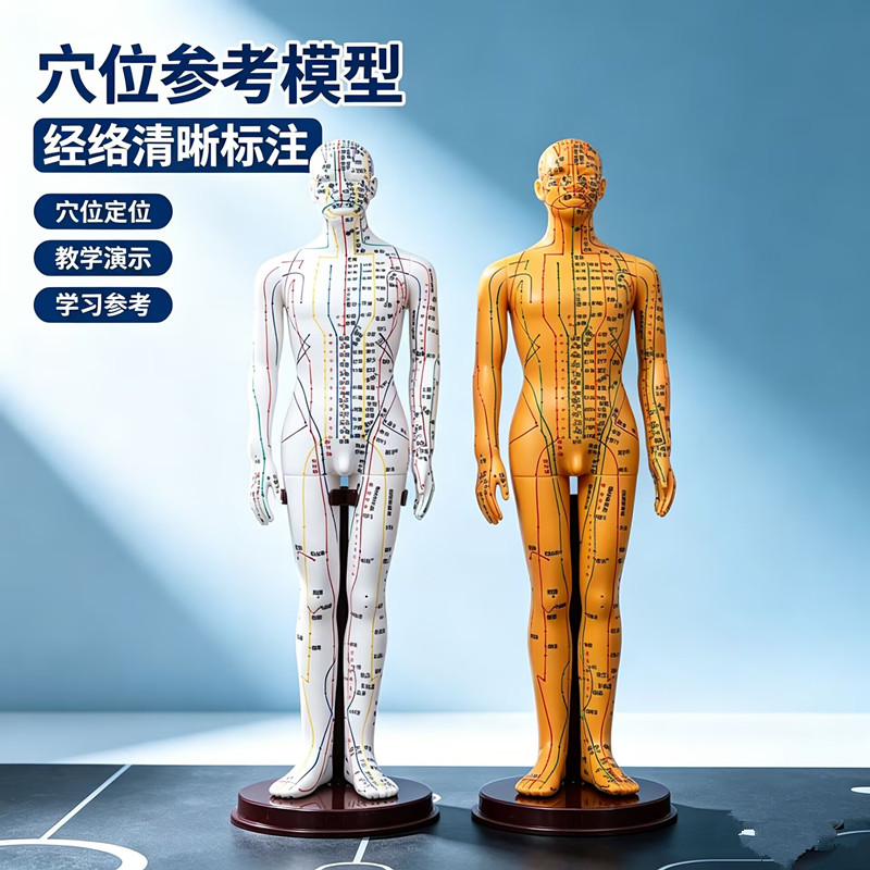 中医针灸穴位经络铜人模型