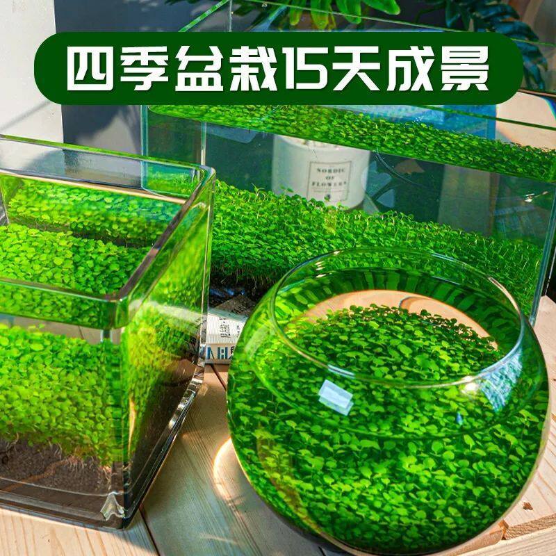 水草种子水草泥生态家用创意鱼缸玻璃瓶水培植物四季造景鱼缸小型图片