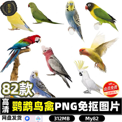 高清鹦鹉鸟禽飞鸟动物PS海报设计素材PNG透明图层免抠图片网盘包