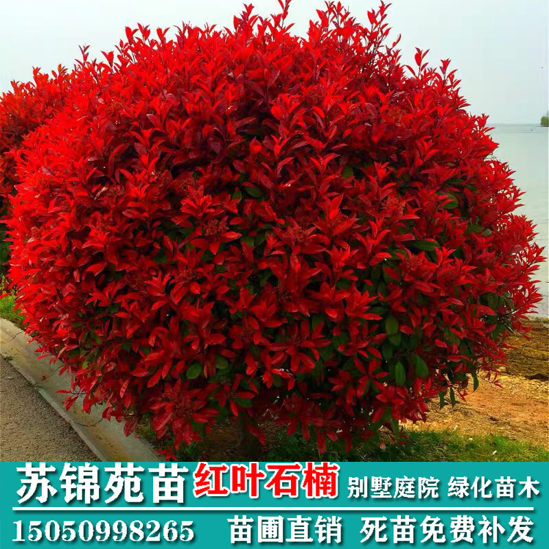 继木红叶石楠球四季常青