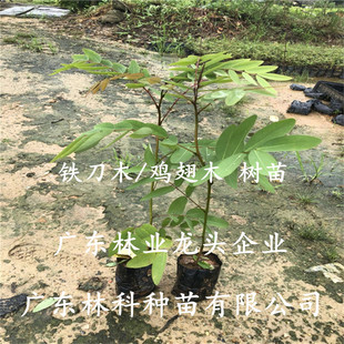 铁刀木树苗盆栽花卉庭院绿化工程苗木鸡翅木行道树木材树珍贵苗木
