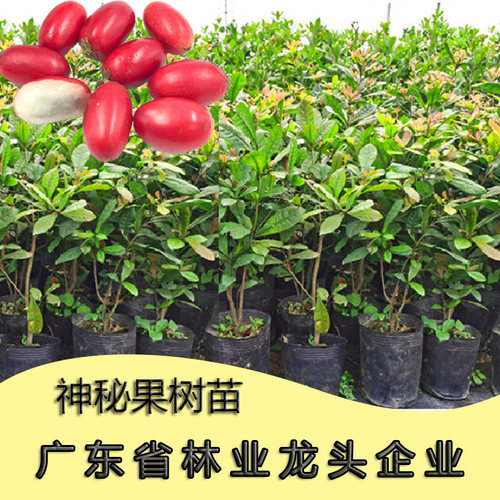树苗树苗林科行业尖货