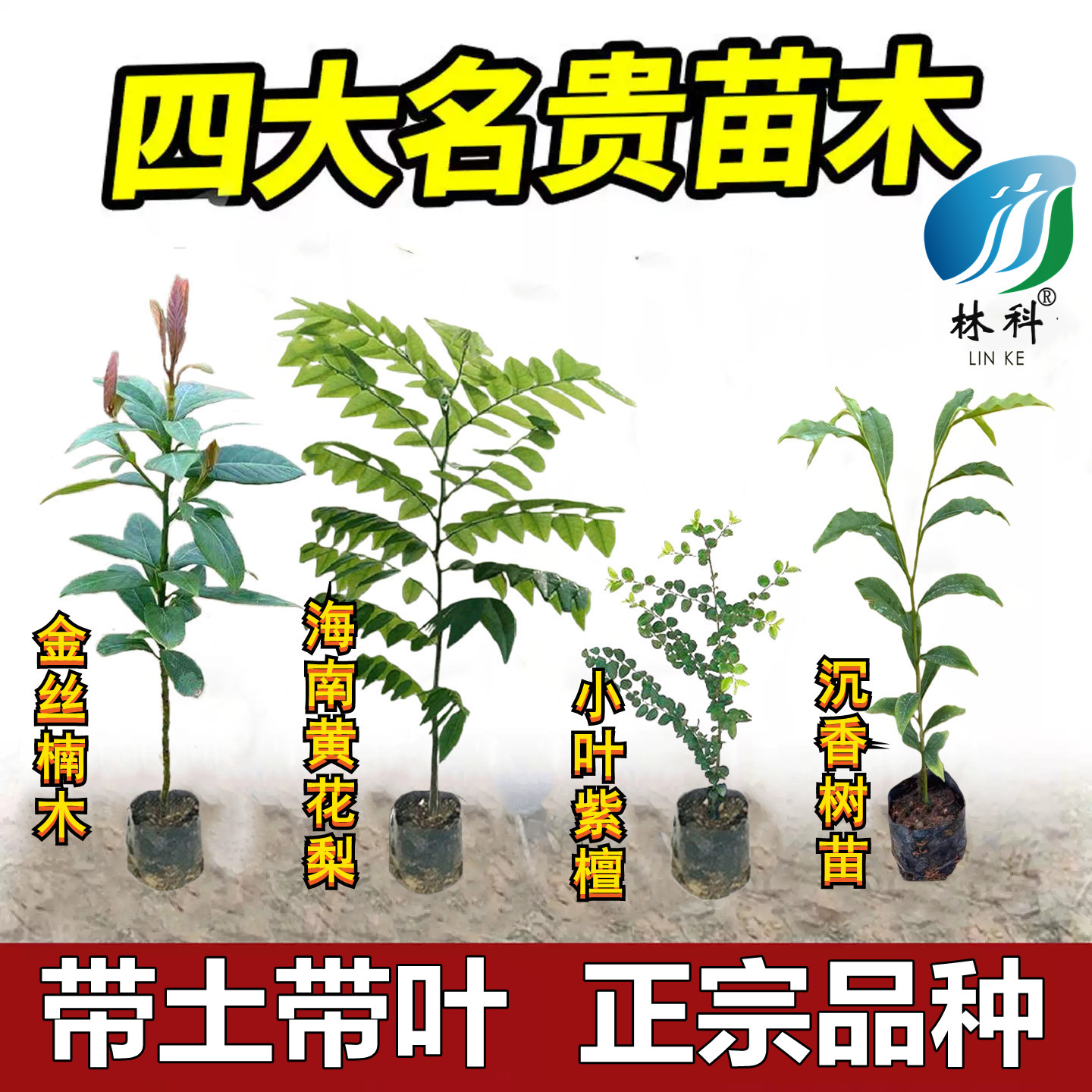 名贵苗木金丝楠木树苗正宗奇楠沉香珍稀小叶紫檀海南黄花梨苗酸枝图片