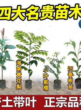 名贵苗木金丝楠木树苗正宗奇楠沉香珍稀小叶紫檀海南黄花梨苗酸枝