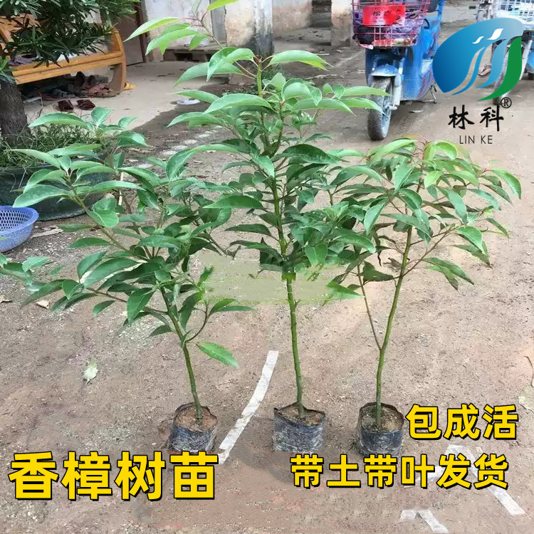 香樟树苗驱蚊虫小叶香樟苗盆栽绿植地栽庭院别墅绿化苗木四季常青