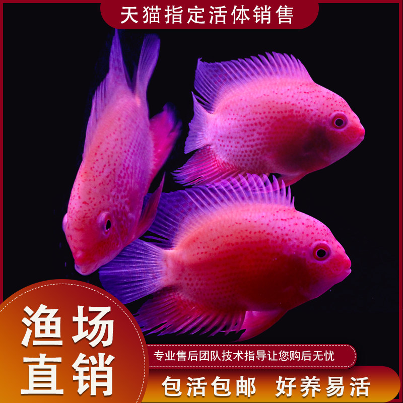 热带观赏鱼淡水喷点红金菠萝鱼活体鹦鹉鱼活物慈鲷鱼九间七彩神仙