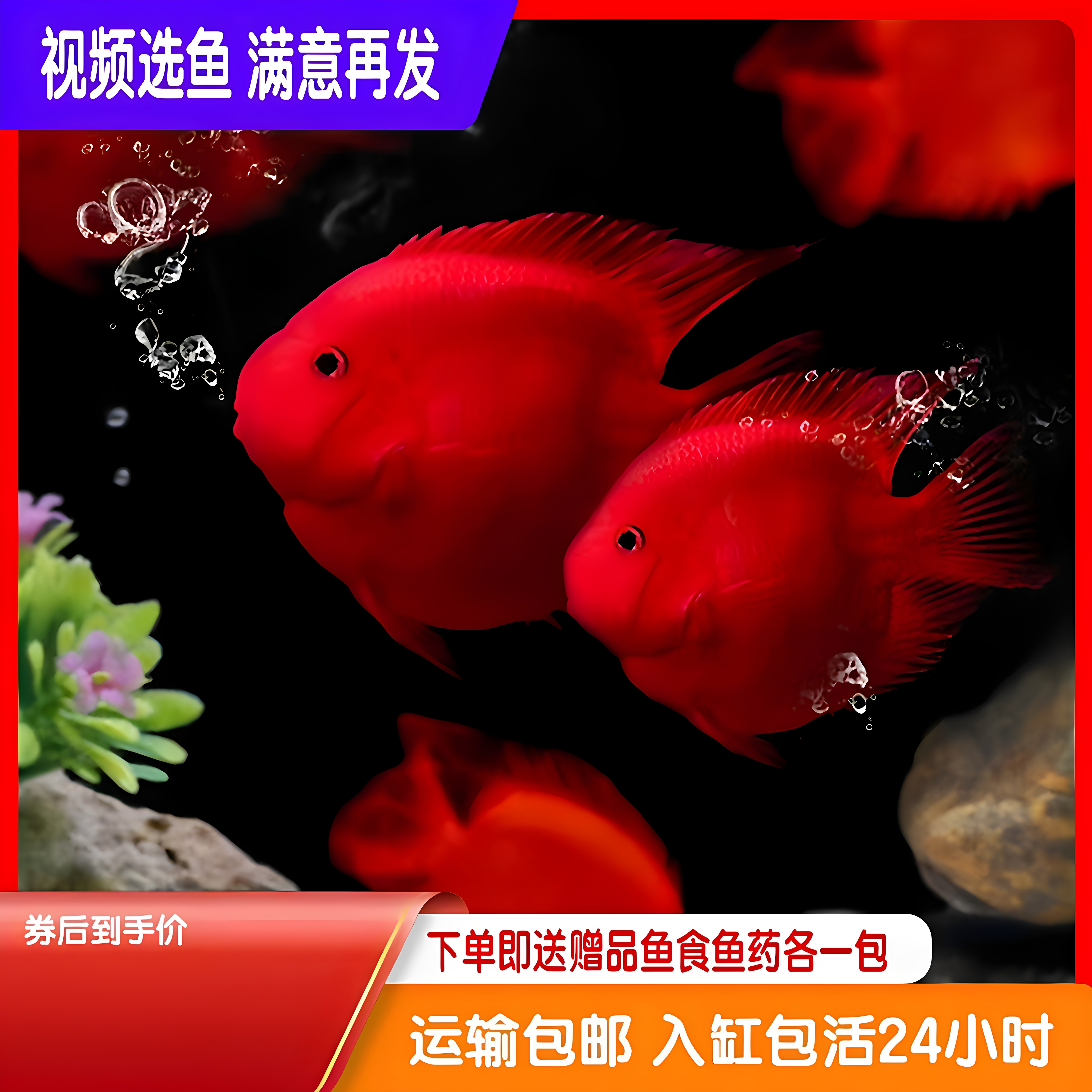 红鹦鹉鹦鹉鱼淡水好活耐养