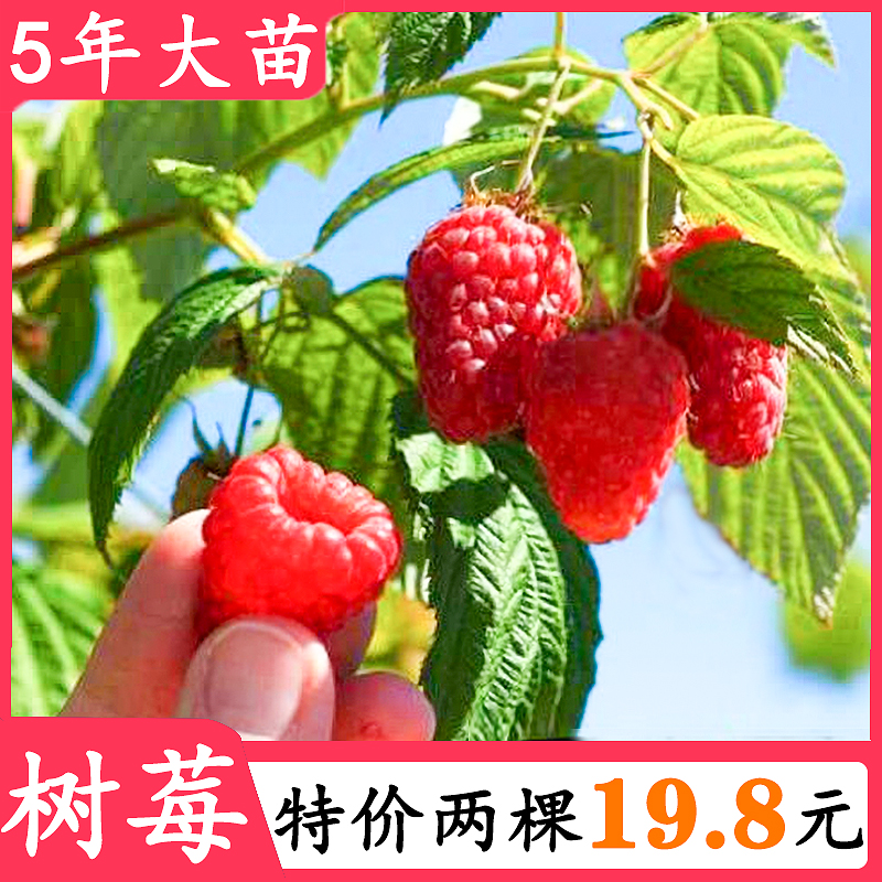 黑树莓苗价格 黑树莓苗图片 星期三 黑树莓苗价格 黑树莓苗图片 星期三