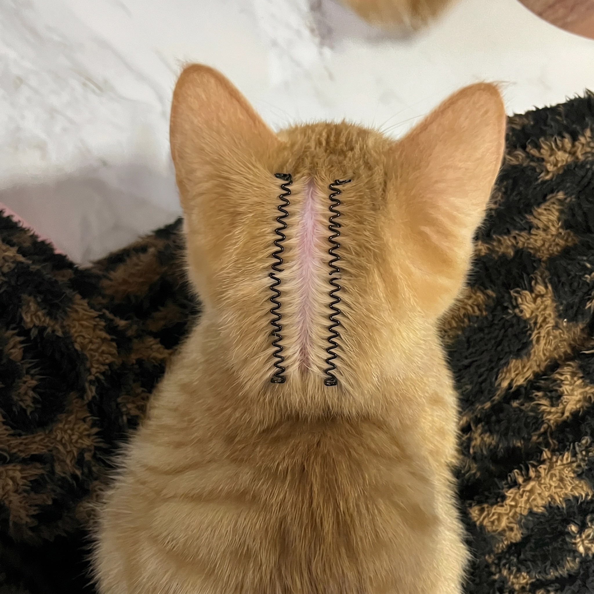 猫咪驱虫分毛夹狗狗通用固定毛发夹子宠物发夹猫狗通用头饰毛夹子