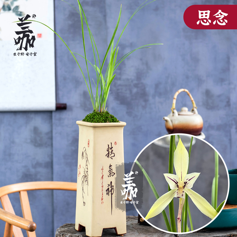 翁源兰花苗春兰老种细叶好养浓香素心花带花苞除甲醛绿植盆栽花卉