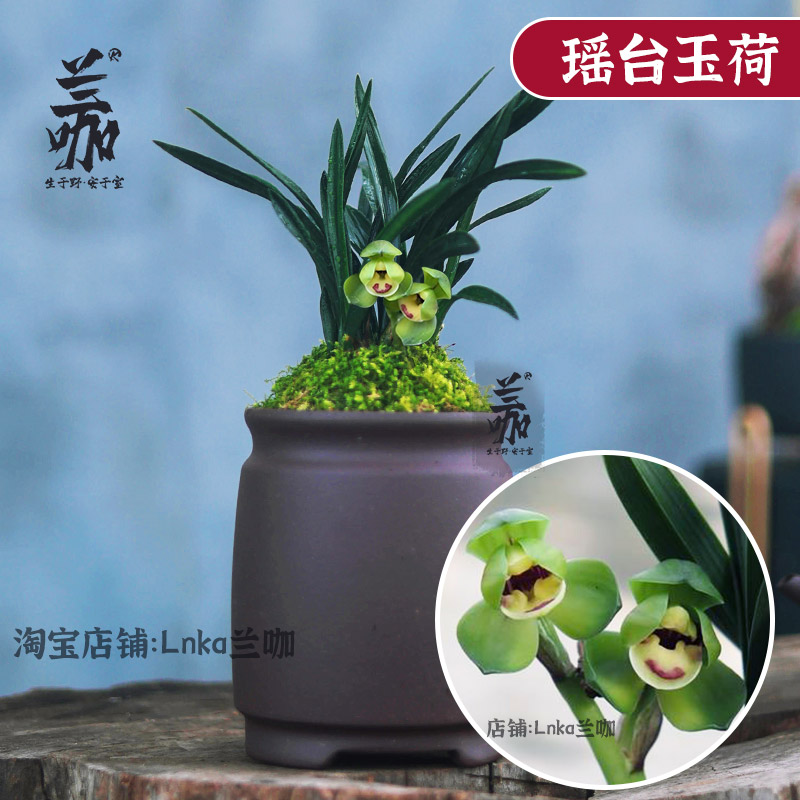 国兰精品矮种好养春兰瑶台玉荷