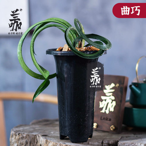 墨兰曲巧奇特兰花弯卷曲行龙奇叶草名贵特别奇巧送礼盆栽花卉