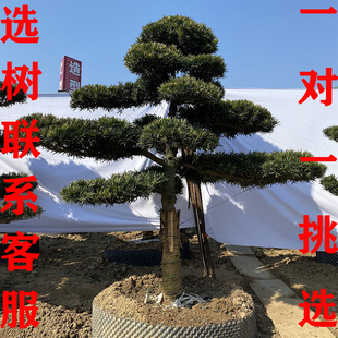 真罗汉松造型大树苗进口迎客松庭院别墅名贵树盆景日本罗汉松老桩