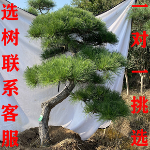 黑松造型树室外大型黑松树别墅公园庭院四季常青黑松大树苗迎客松