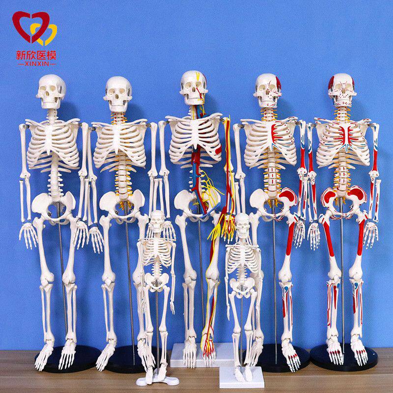 医学人体骨骼模型骨架迷你真人全身小白仿真可拆卸带肌肉170cm