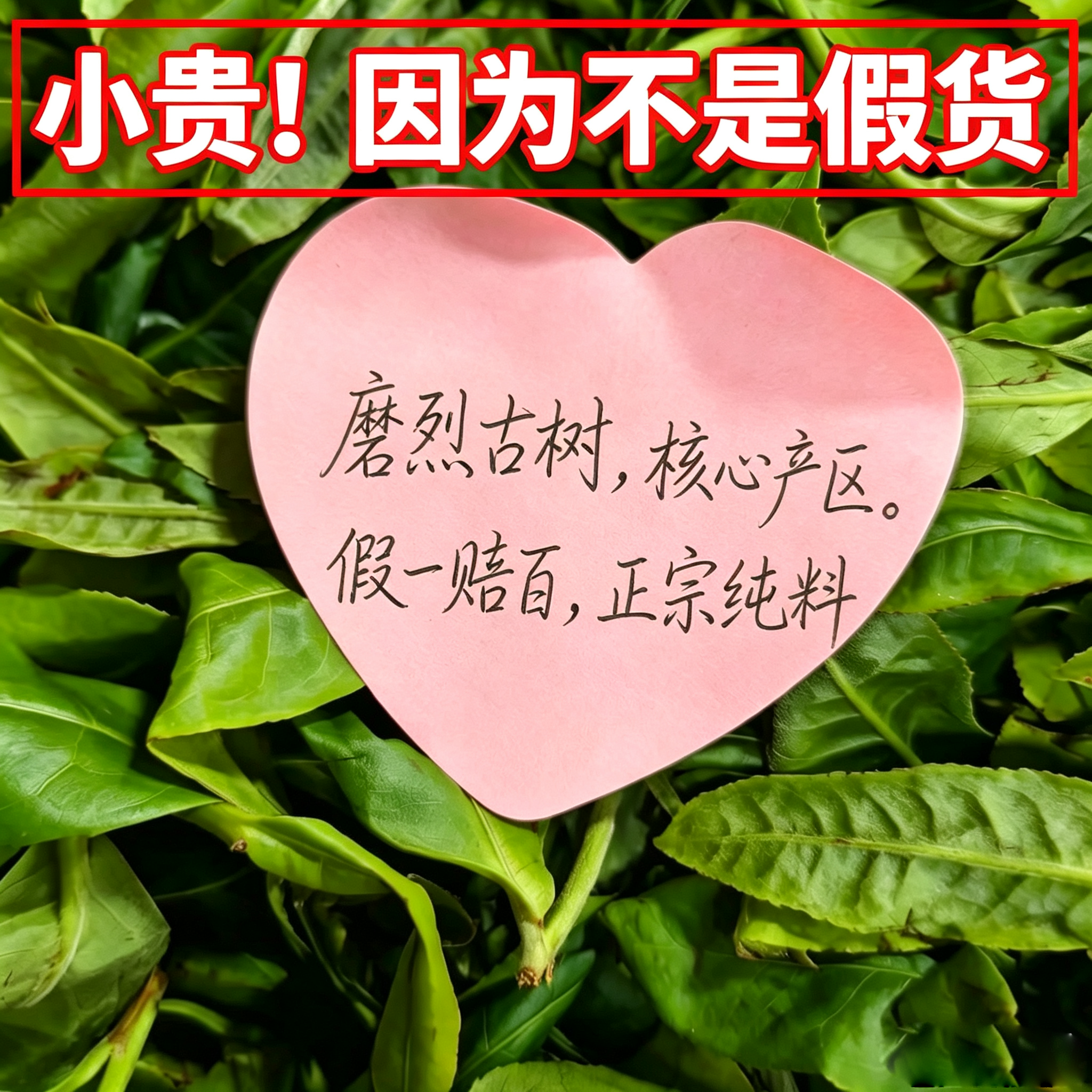 绿水塘 磨烈古树 25年头春头采生茶散茶 山头纯料普洱茶
