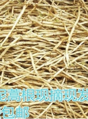 湖北特产黎蒿根新鲜嫩蔬菜藜蒿根芦蒿根柳蒌蒿根现挖现发包邮
