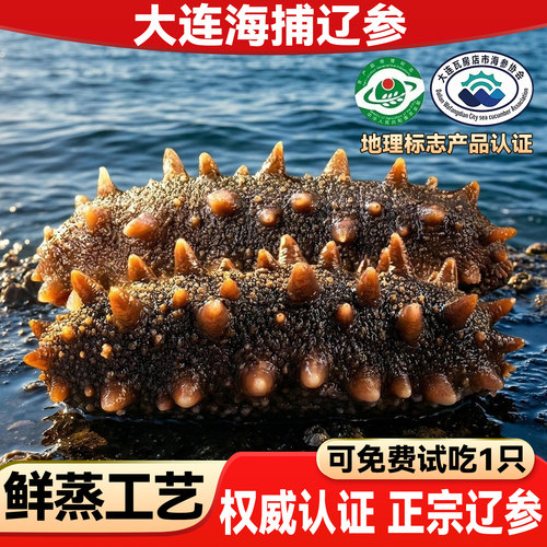 500g鲜活大连即食海参