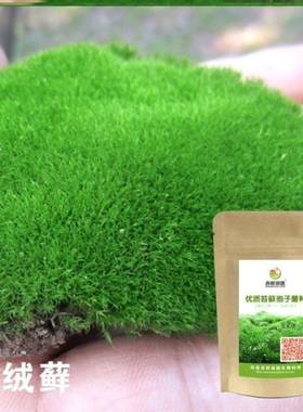 苔藓孢子粉种子粉耐晒青苔吸水石假山上水植物附石草花盆铺面草籽