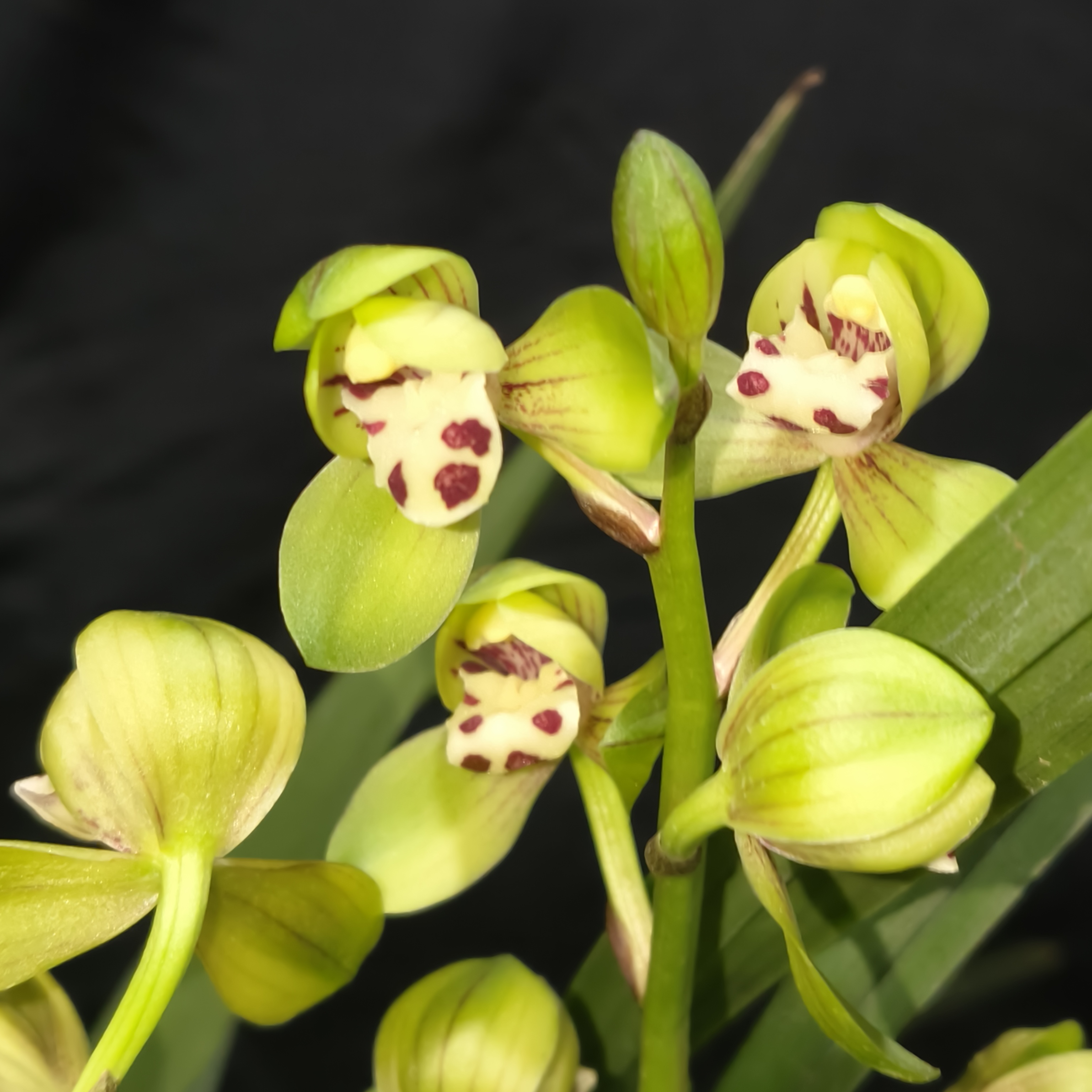 【零度生物】香金荷国兰浓型香勤花勤芽好养活