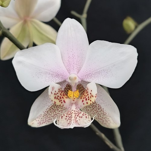 【零度生物】续花新手好养活壮苗爆根西蕾丽交史塔基蝴蝶兰
