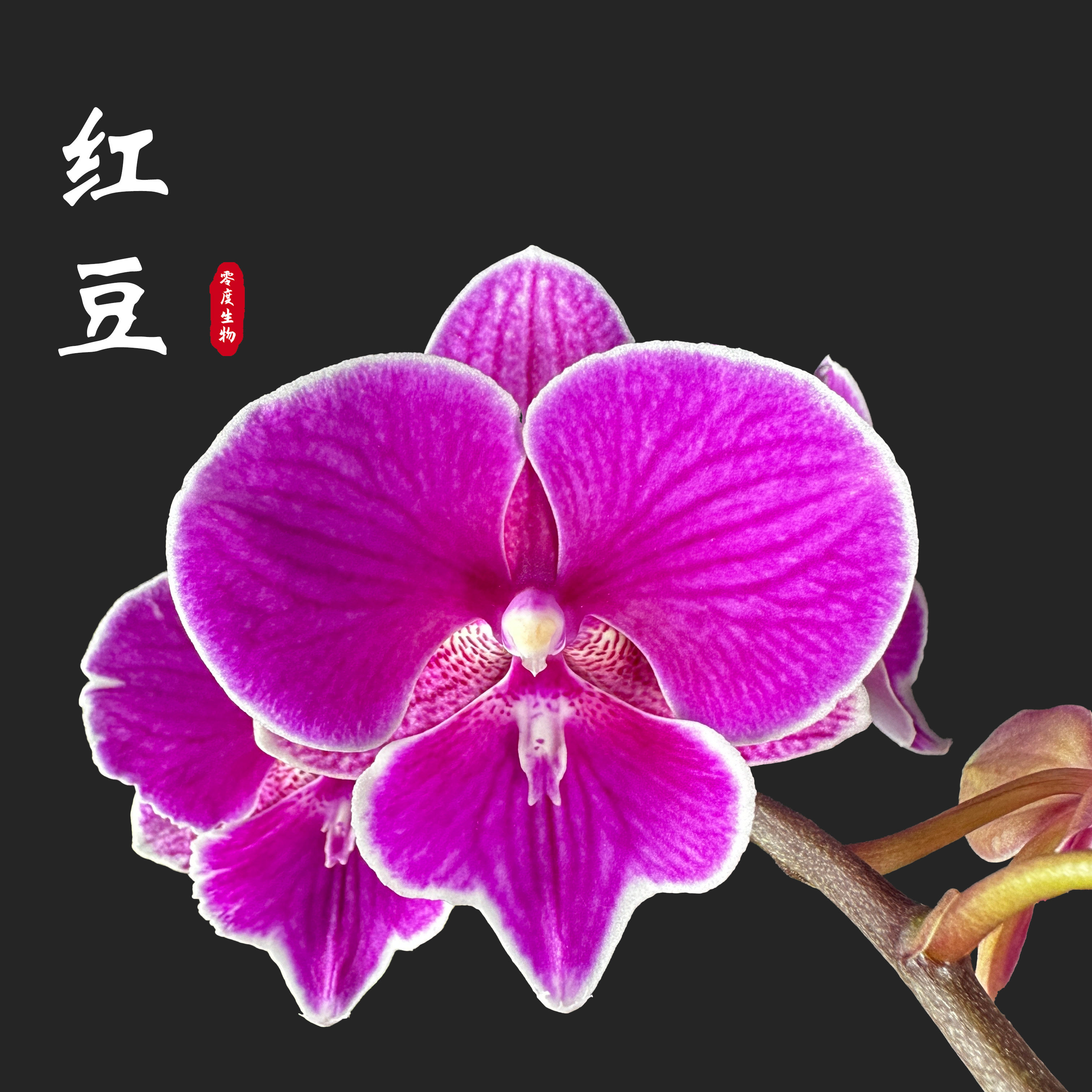 【零度生物】红豆蝴蝶兰年宵花续花兰花盆栽,鲜花速递/花卉仿真/绿植园艺,国兰/杂交兰/洋兰类,淘宝优惠券,粉丝福利购,淘宝优惠卷