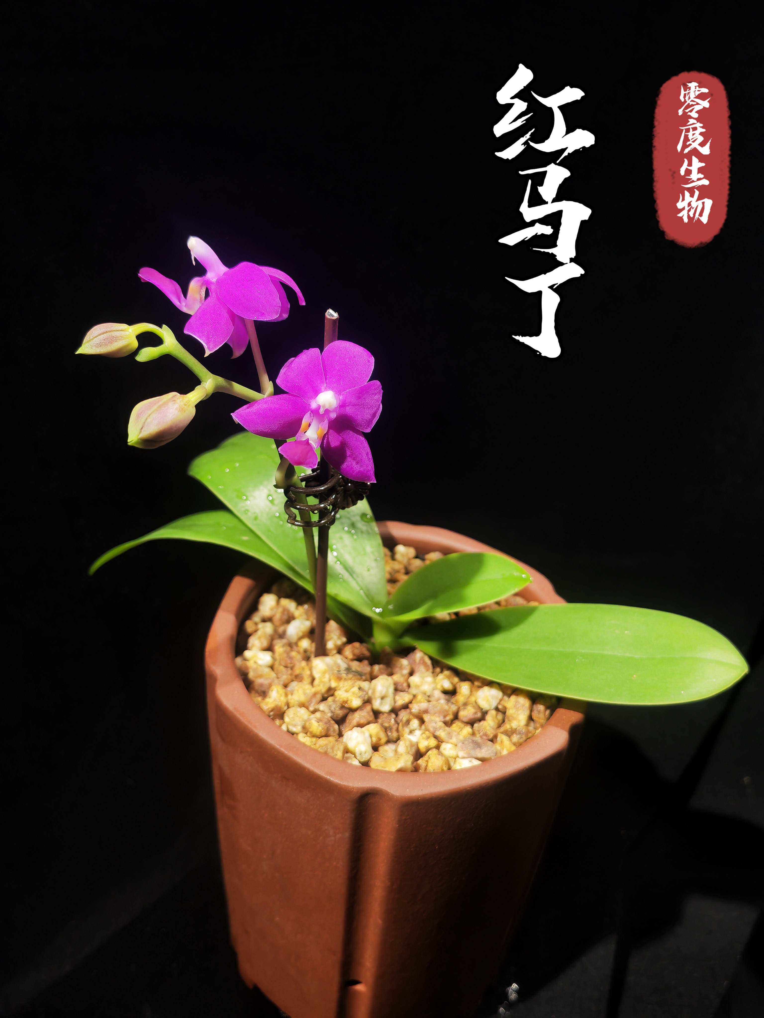 【零度生物】夏花朵粒红马丁原生蝴蝶兰浓香型续花