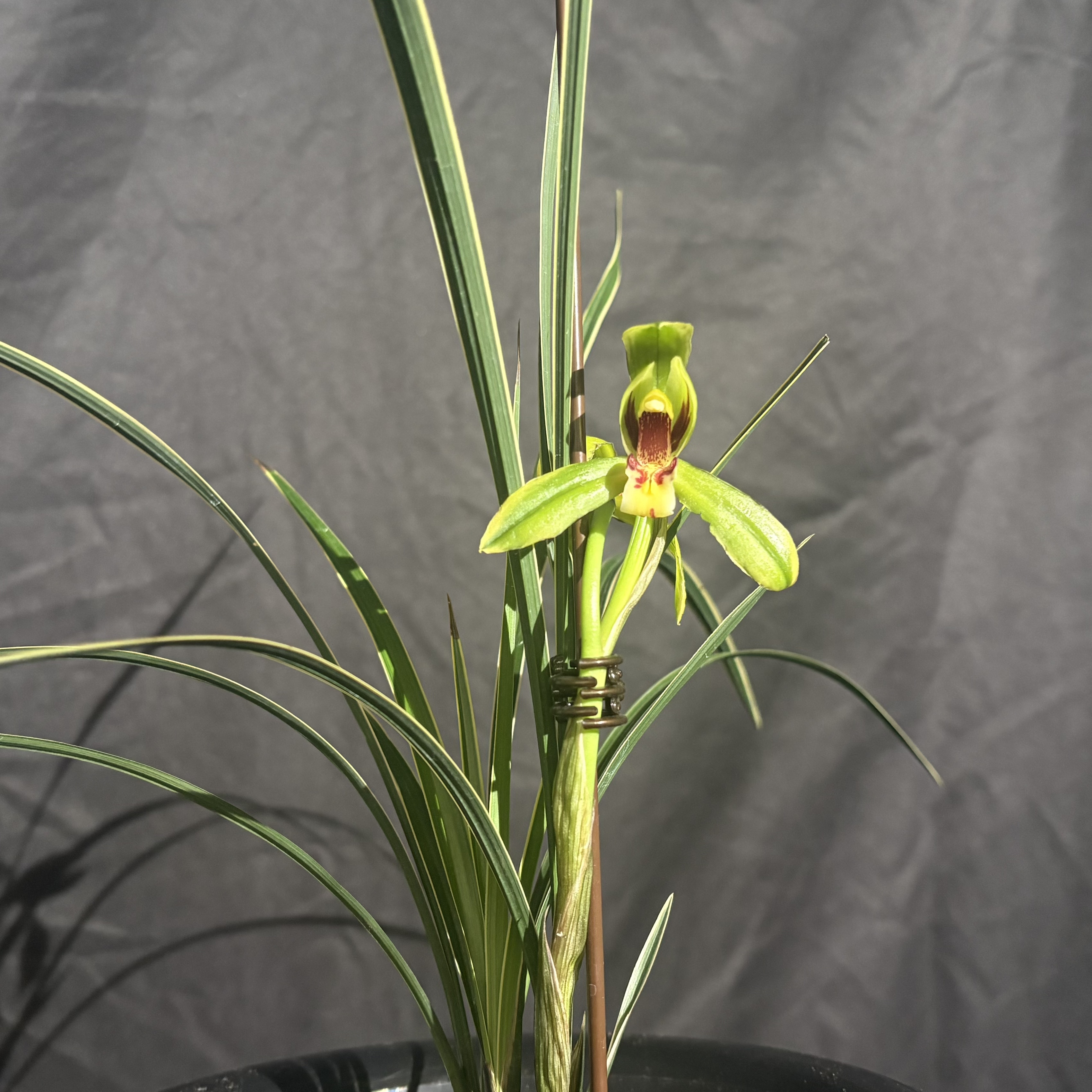 【零度生物】春兰皎月国兰带香