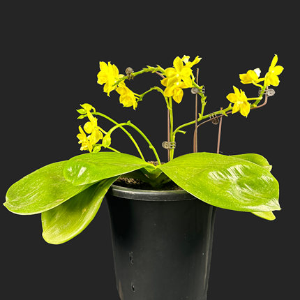 【零度生物】麝香葡萄种好原生蝴蝶兰浓香型续花