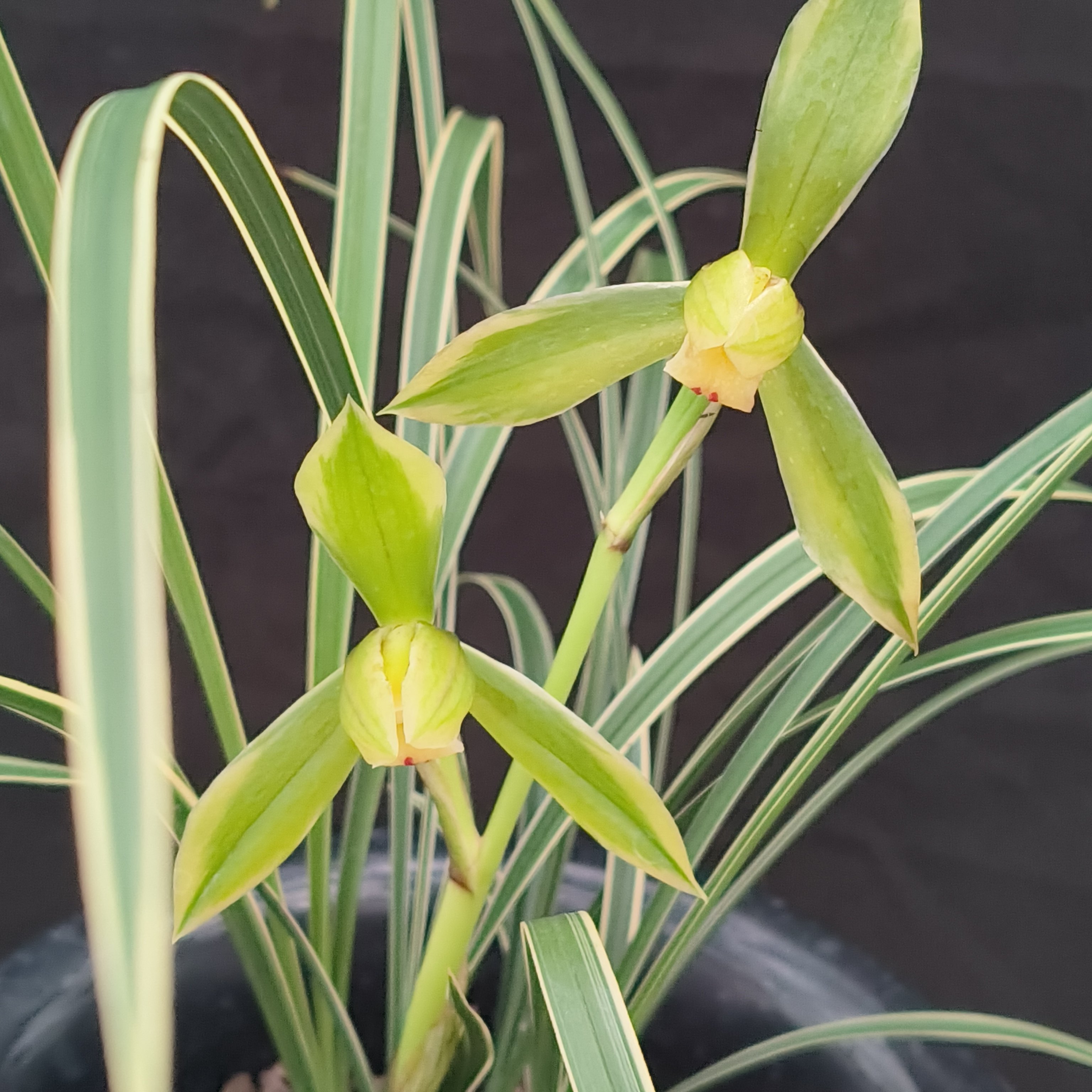 【零度生物】春兰皎月国兰带香