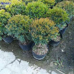 小叶赤楠红杨树苗植物耐寒盆景四季常青绿植黄杨金丝楠木阳台室外