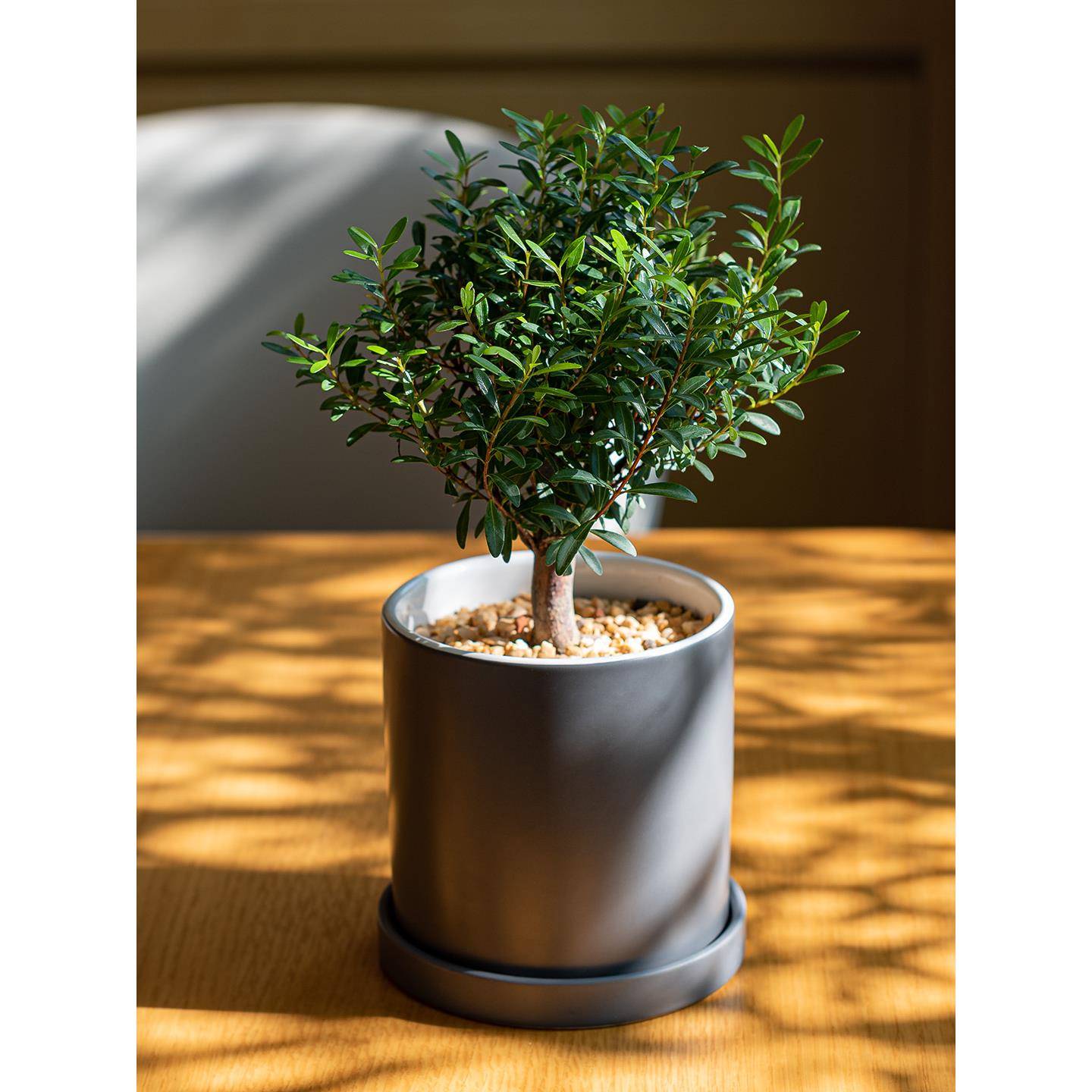 mofacoco小叶赤楠绿植耐热盆栽净化空气办公室桌面好养活阳台庭院