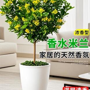 香水米兰花棒棒糖带花苞树苗独杆老桩绿植盆栽四季好养驱蚊虫植物