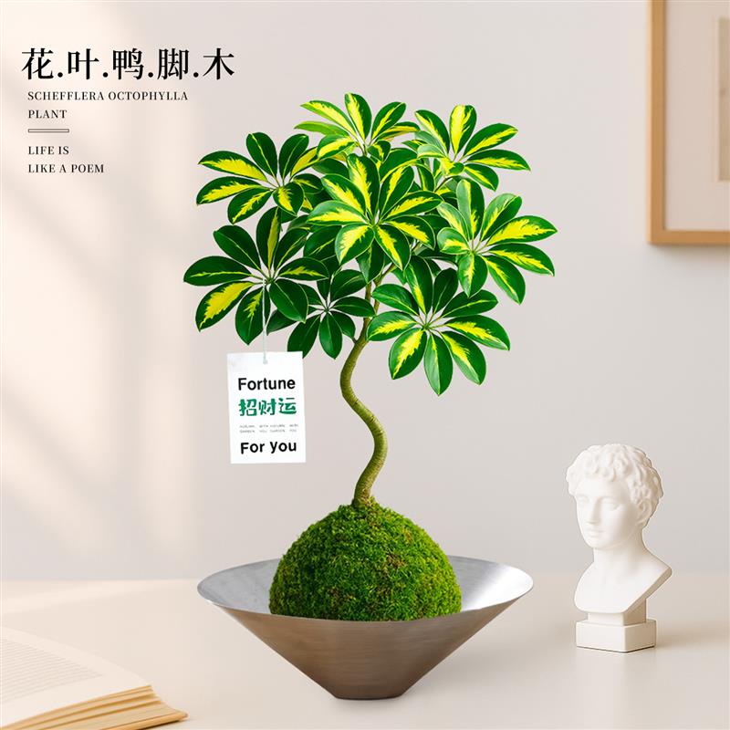 花叶鸭脚木八方来财旺宅植物办公室桌面水培绿植室内盆栽四季好养