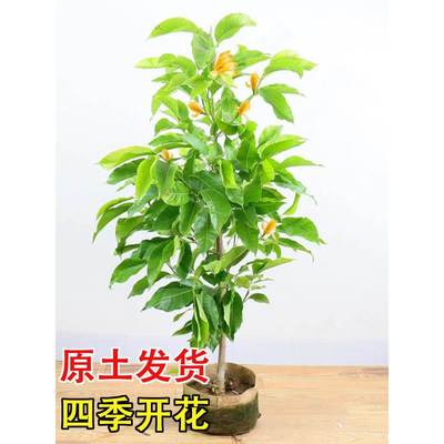 白兰花盆栽玉兰树苗花卉植物室内黄兰花苗带花苞好养阳台庭院老桩