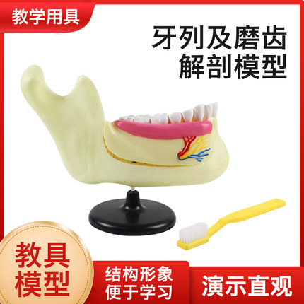 牙列及磨齿解剖模型 儿童牙列模型人体下颌骨解剖模型下颚神经牙列牙齿模型口腔科牙科解剖学教具医33221