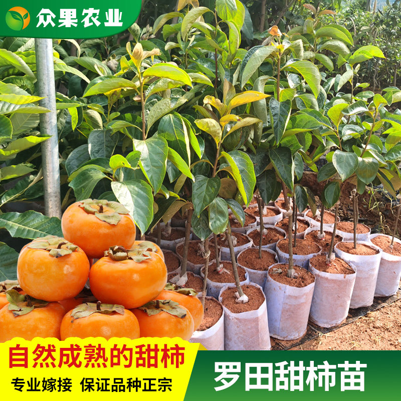 果树苗柿子南方种植 图片 价格 多少钱 什么值得买