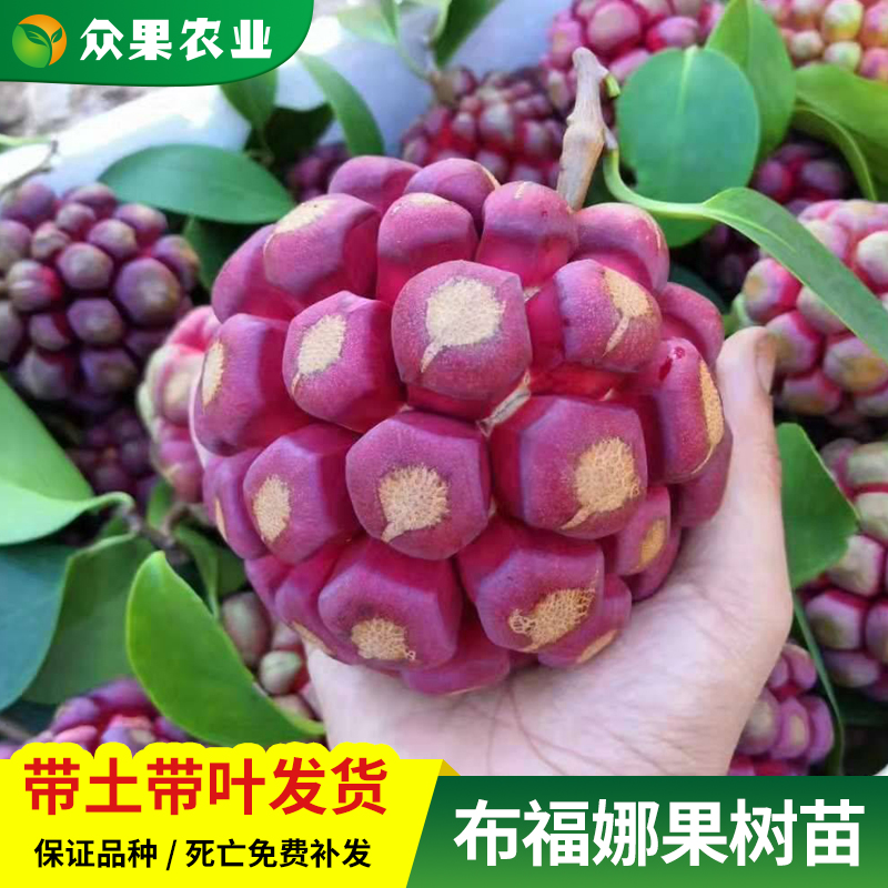 黑老虎树苗布福娜水果树苗新品野生奇特四季爬藤盆栽地栽当年结果