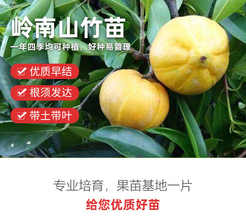 黄金岭南山竹嫁接苗次年结果