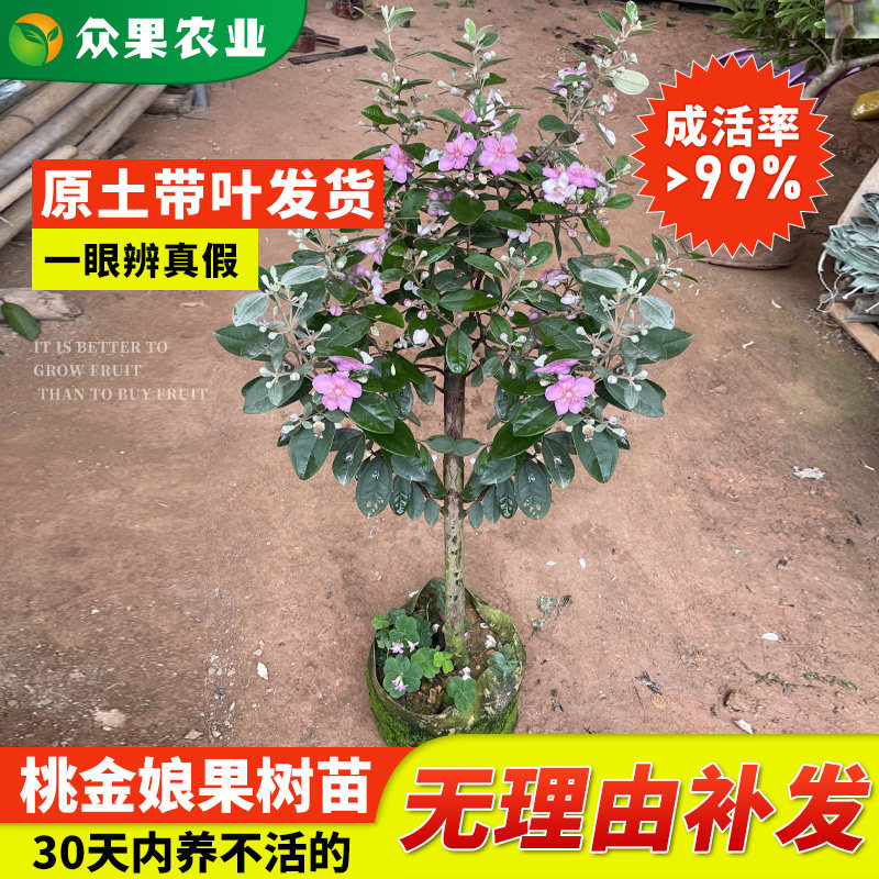 广西稔子树 山捻子树苗 野生桃金娘带土带叶 庭院楼顶盆栽地栽