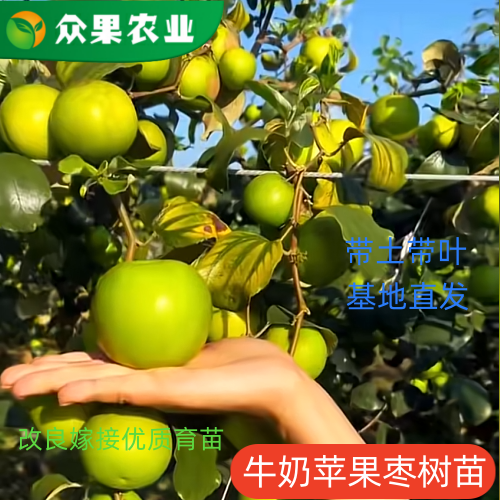 牛奶苹果大青枣树苗脆甜多汁正宗嫁接苗青枣树苗盆栽地栽南北种植