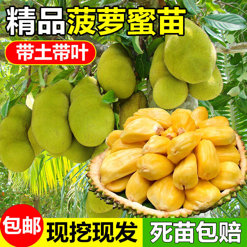 菠萝蜜苗12号8号红肉菠萝蜜果树苗嫁接苗南方盆地栽泰国红肉木菠