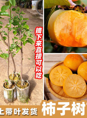 柿子苗树苗果树苗南北方地栽火晶柿柿子树苗当年结果庭院种植超甜