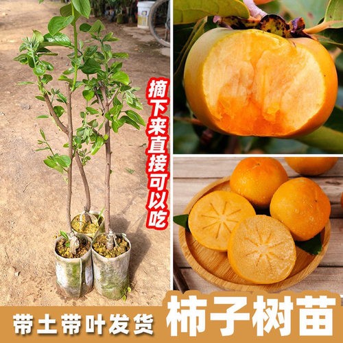 柿子苗树苗果树苗南北方地栽火晶柿柿子树苗当年结果庭院种植超甜