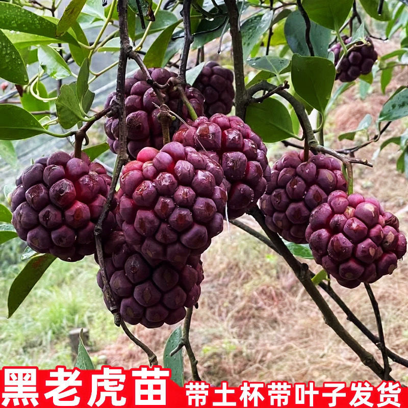 黑老虎树苗布福娜水果树苗新品种野生奇特四季爬藤盆地栽当年结果