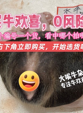 【顺丰速运】新鲜牛欢喜整套，黄牛水牛母牛生殖系统，带阴道子宫