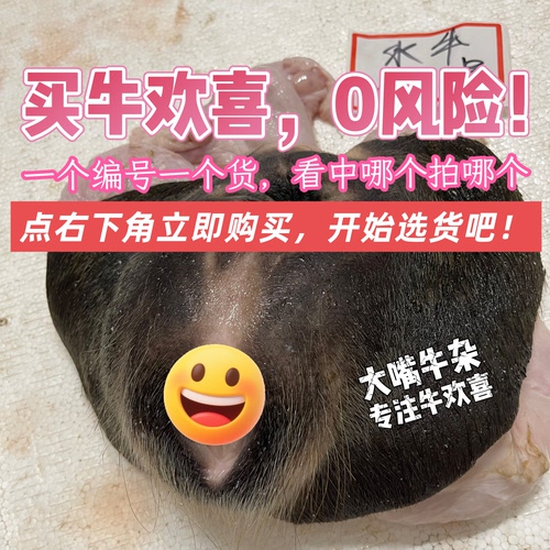 【顺丰速运】新鲜牛欢喜整套，黄牛水牛母牛生殖系统，带阴道子宫