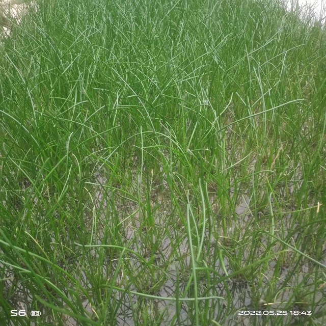 脆甜马蹄种苗精选荸荠大面积