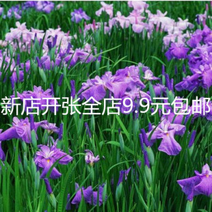 水生植物水生花卉西伯利亚鸢尾常绿鸢尾兰花鸢尾适合池塘湿地用苗
